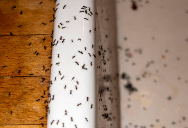 Best Affordable Pest Control Services  in Boyne City, MI