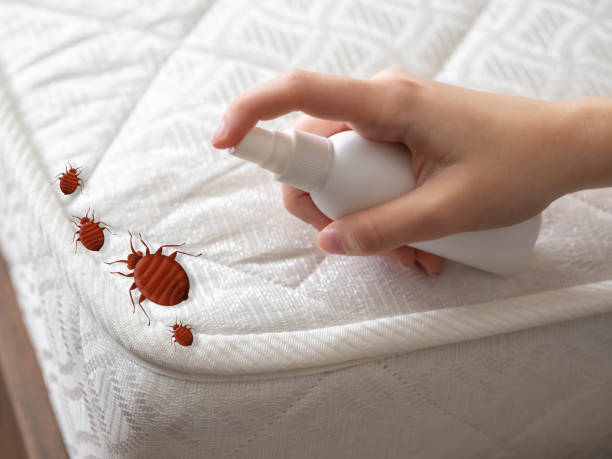 Best Affordable Pest Control Services  in Boyne City, MI